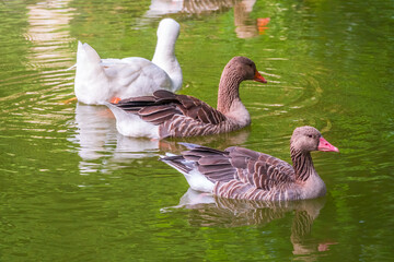 Three geese - two gray and one white - swim in the lake with green water.