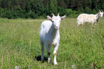 Little goat stands and looks ahead in the meadow