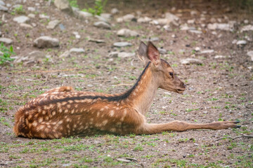 A young sika deer Lying on the ground and grass