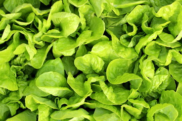 Fototapeta na wymiar Texture green juicy salad grows on a bed under a sunbeam