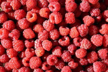 Texture juicy, ripe, red, berry, raspberries under a sunbeam