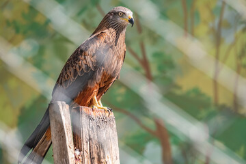 The common buzzard Buteo buteo bird of prey sits on branch in the aviary