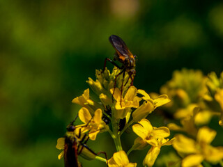 butterfly on a flower