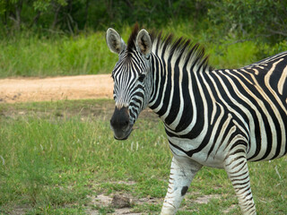 Fototapeta na wymiar Zebra foal in the grass nature habitat.
