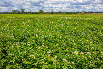 Gesunde Landwirtschaft Brandenburg Anbau Kartoffel Kartoffelanbau Kartoffelpflanze in voller Blüte Kartoffelkraut blühend vor der Ernte Kartoffelacker Pflanzkartoffeln Pflanzkartoffel weite Felder 
