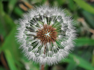 Macro photography of dandelion flower      