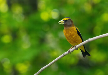 Evening Grosbeak on a branch in south eastern Idaho in the spring