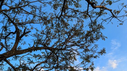 tree branches against blue sky