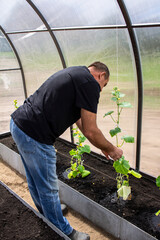 man working in the greenhouse, caring for vegetables