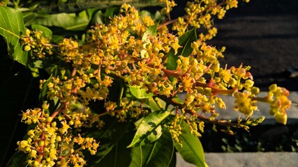 Close up mango flowers in a garden