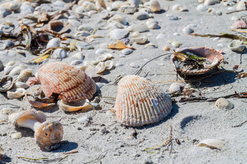 Van Hyning's Cockle (Dinocardium vanhyningi) on Bowdens Beach, Sanibel Island,Florida,USA