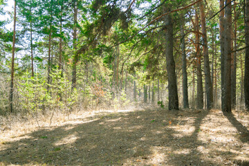 Obraz premium Overgrown mixed forest on sunny day. Sunlight in forest