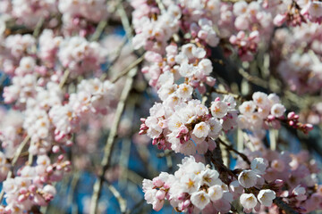 Fototapeta premium Cherry blossom at Ioji Temple on Nakasendo ancient road in Nakatsugawa, Gifu, Japan. Temple have a history of over 500 years.