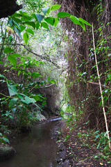 roads in the dense vegetation, jungle landscapes with water,