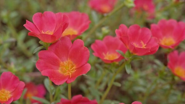 Colorful blooming Common Purslane or Verdolaga or Little Hogweed or Pusley in garden,