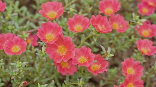 Colorful blooming Common Purslane or Verdolaga or Little Hogweed or Pusley in garden,