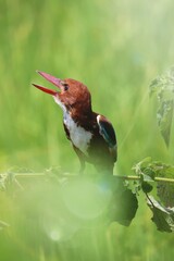 Kingfishers or Alcedinidae are a family of small to medium sized, brightly colored birds in the order Coraciiformes. Beautiful natural 