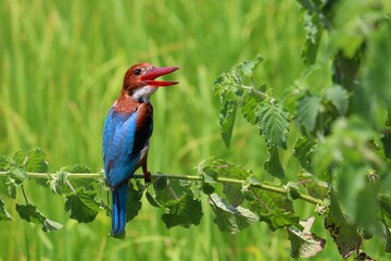 Kingfishers or Alcedinidae are a family of small to medium sized, brightly colored birds in the order Coraciiformes. Beautiful natural 