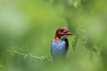 Kingfishers or Alcedinidae are a family of small to medium sized, brightly colored birds in the order Coraciiformes. Beautiful natural 