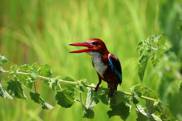 Kingfishers or Alcedinidae are a family of small to medium sized, brightly colored birds in the order Coraciiformes. Beautiful natural 