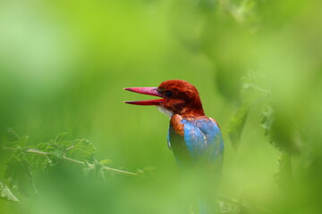Kingfishers or Alcedinidae are a family of small to medium sized, brightly colored birds in the order Coraciiformes. Beautiful natural 