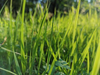 green grass background