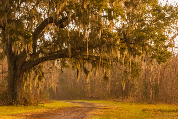 Live Oak Tree Draped With Spanish Moss Over  Horseshoe Lake Loop Trail, Brazos Bend State Park, Needville,Texas USA