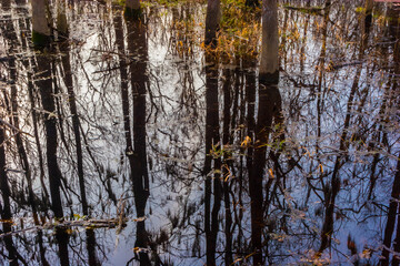 Fototapeta na wymiar Live Oak Tree Reflection on Horseshoe Lake Trail, Brazos Bend State Park., Needeville, Texas,USA