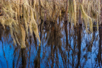Spanish Moss (Tillandsia usneoides) Reflection on 40 Acre Lake ,Brazos Bend State Park., Needeville, Texas,USA