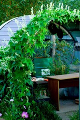 Mad Cucumber, lat. Ecballium elaterium, arbor, August, horizontal photography
