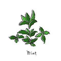 フレッシュハーブ　ミント