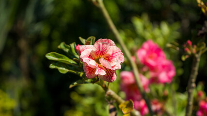 The Desert Rose flowers or Adenium obesum, blossoming on the branches. Photographed at close range, outdoor.