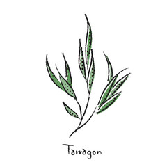 フレッシュハーブ　タラゴン