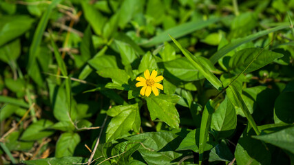 Singapore daisy flower or Sphagneticola trilobata blossoming nicely in the middle of the bush. Photographed at close range with green leaves as background.