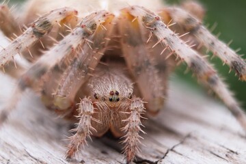 Barn Spider Close Up