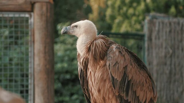 4K Frame of a vulture turning around and wiping its feathers