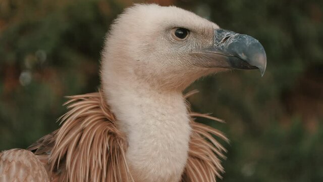4K Close-up Frame Of A Vulture's Head While Looking Around