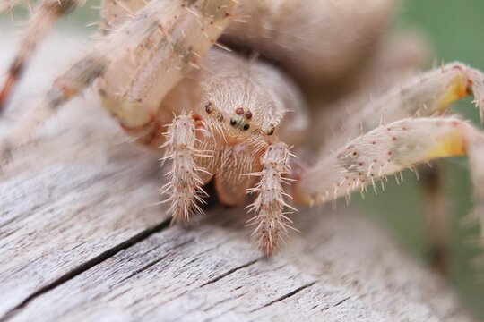 Barn Spider Face