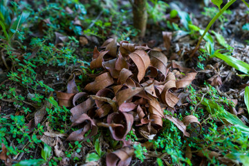 Close-up image of the roll of dry leaves, photographed on the grass field.