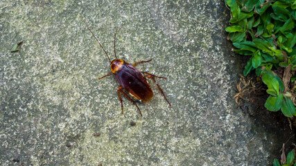 The American cockroaches bug or (Periplaneta americana - in Latin), photographed at close range on the limestone. Outdoor.