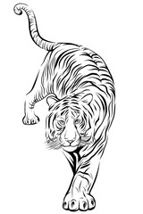 Tiger step forward on white background vector image © Natapat