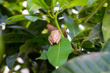 Back view Image of Mexican-tree frog or (Smilisca baudinii - in Latin) perched on the leaf. Photographed at close range, outdoor.