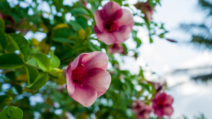 Close-up image of the violet Allamanda flowers or (Allamanda blanchetii - in Latin) blossoming on the branches, with green leaves as background.