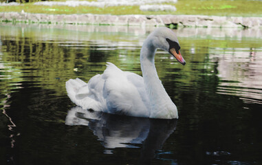 beautiful swan on the lake