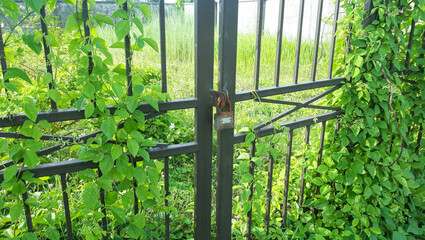 Closed Iron Gate with lock.  Padlock on Iron Gate. 