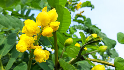 Beautiful Yellow Wild Flower Photo