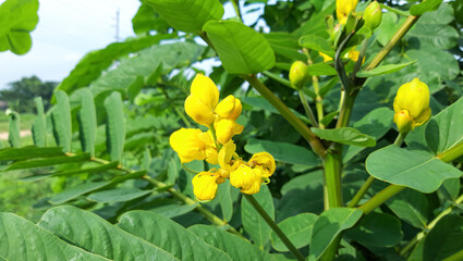 Beautiful Yellow Wild Flower Photo