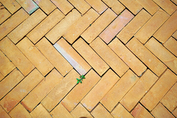 The clay tile is moist enough to make the small trees grow.