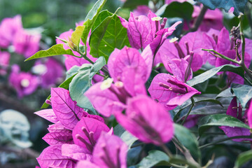 side detail of bougainvilleas with green leaves