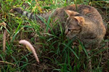 cute brown cat smelling grass while playing outside   